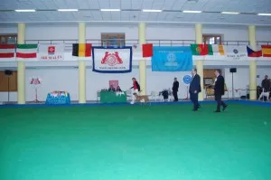 Dog show in Malta — photo 8