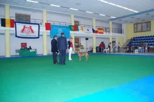 Dog show in Malta — photo 9