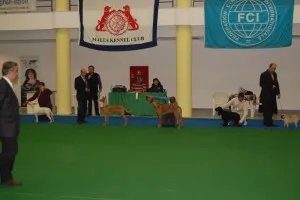 Dog show in Malta — photo 6