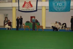 Dog show in Malta — photo 7