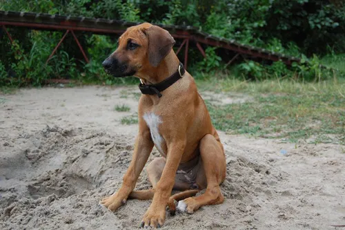 Rhodesian Ridgeback — photo 2