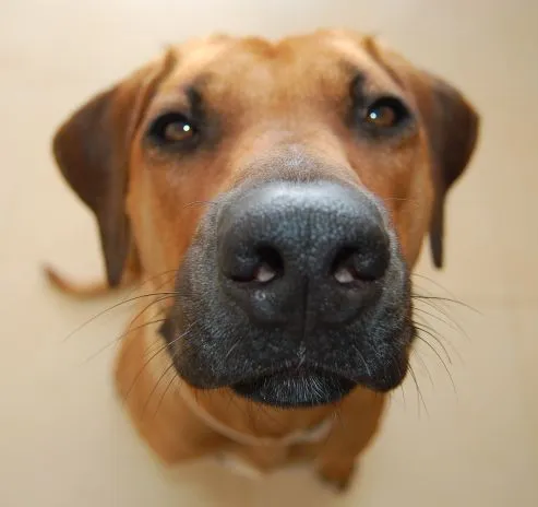 Rhodesian Ridgeback — photo 1