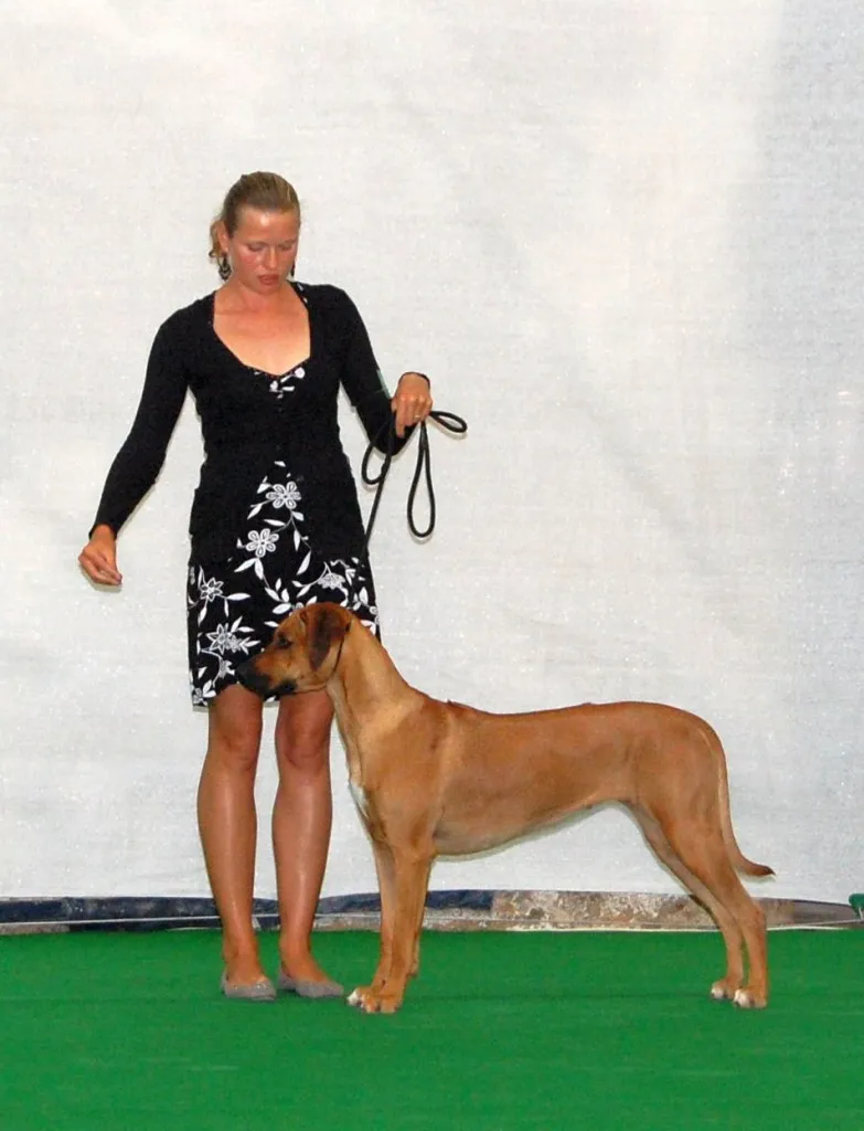 Dog show in Malta — photo 2