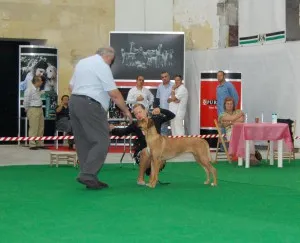 Dog show in Malta — photo 3