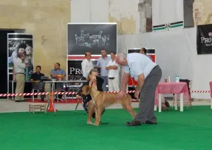 Dog show in Malta — photo 4