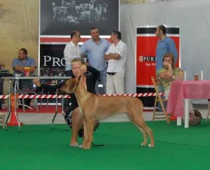 Dog show in Malta — photo 5