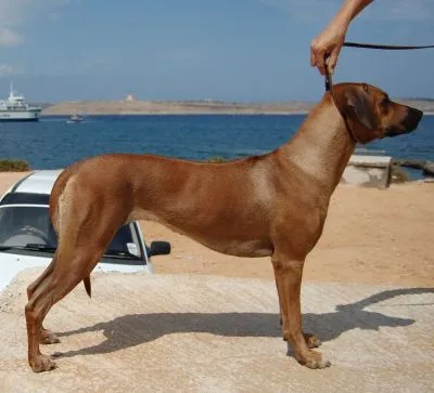 Dog show in Malta — photo 1