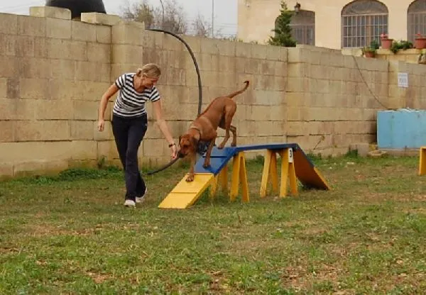 Dog agility β photo 1