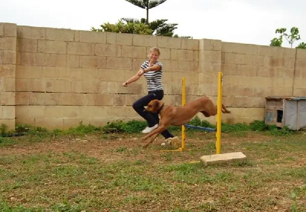 Dog agility β photo 2