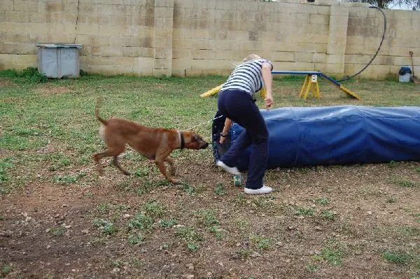 Dog agility β photo 3
