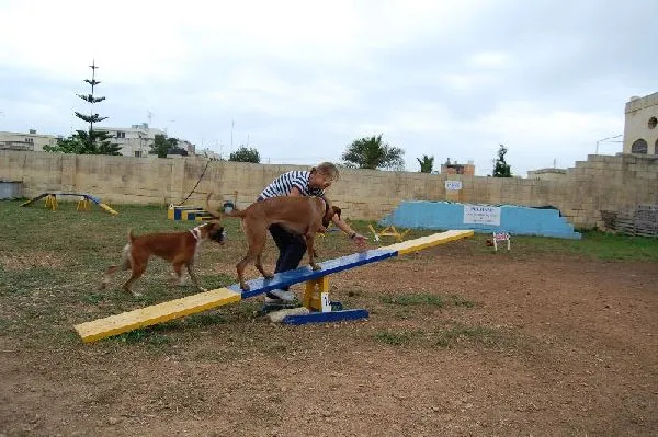 Dog agility β photo 4