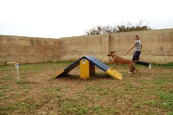 Dog agility β photo 5