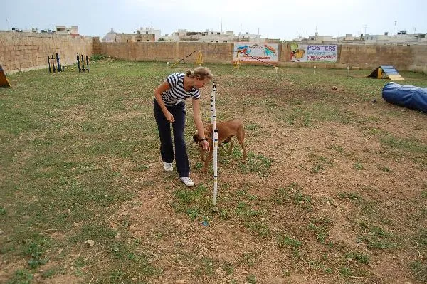 Dog agility β photo 6