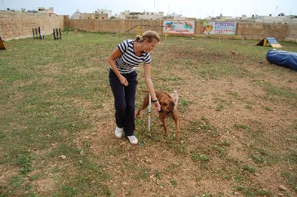 Dog agility β photo 7
