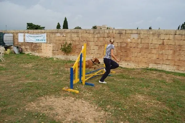 Dog agility β photo 8