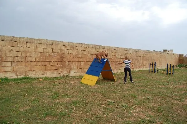 Dog agility β photo 9