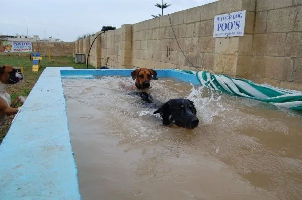 Dog agility β photo 10
