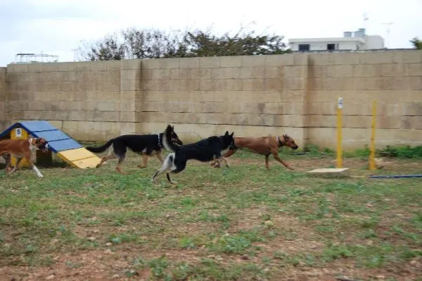 Dog agility β photo 12