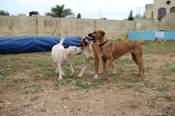 Dog agility β photo 13
